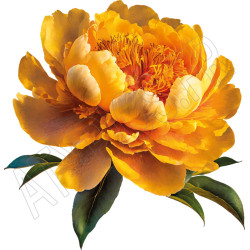 T Shirt Pivoine coeur- pour femme